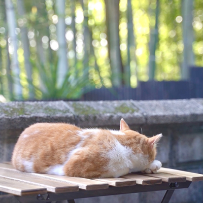 猫が寝ている写真